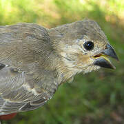 Plumbeous Seedeater