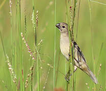 Sporophile gris-de-plomb