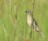 Sporophile gris-de-plomb