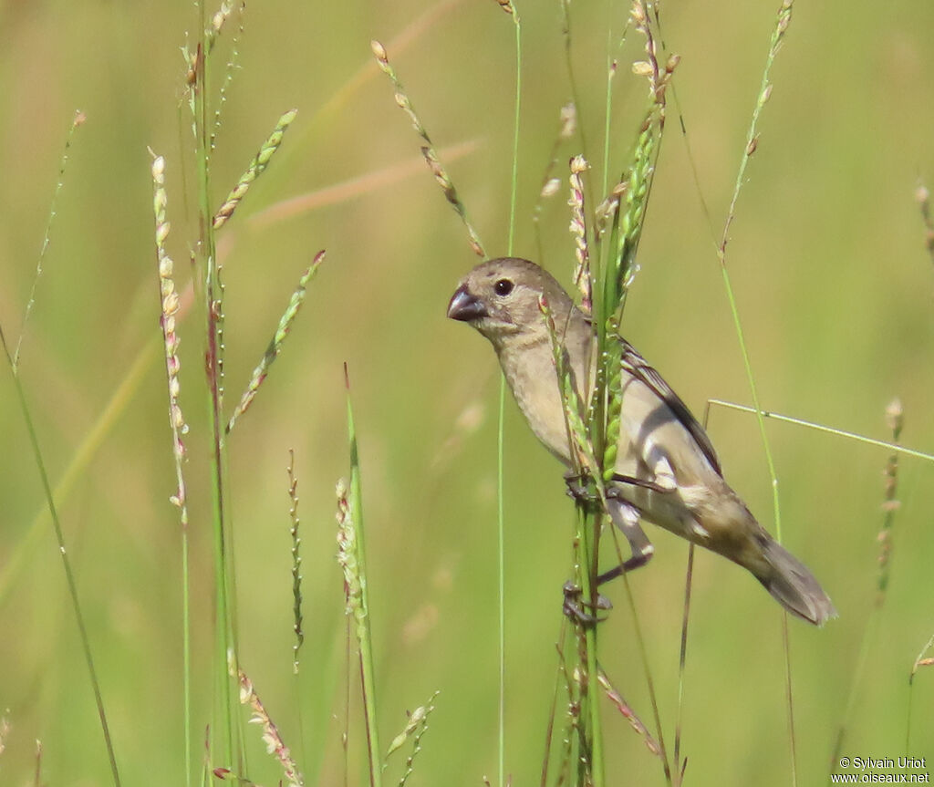 Sporophile gris-de-plomb femelle adulte