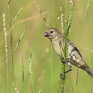 Sporophile gris-de-plomb