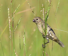 Sporophile gris-de-plomb