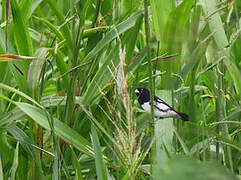 Black-and-white Seedeater