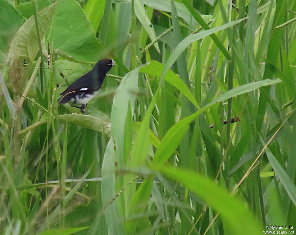 Black-and-white Seedeater male adult