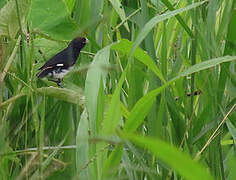 Black-and-white Seedeater