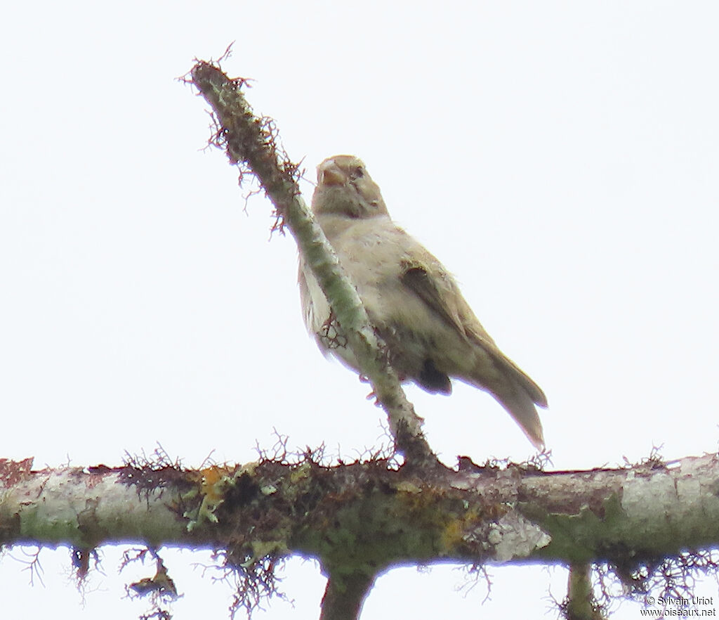 Dull-colored Grassquitadult