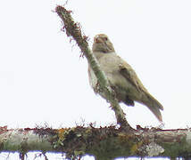 Dull-colored Grassquit