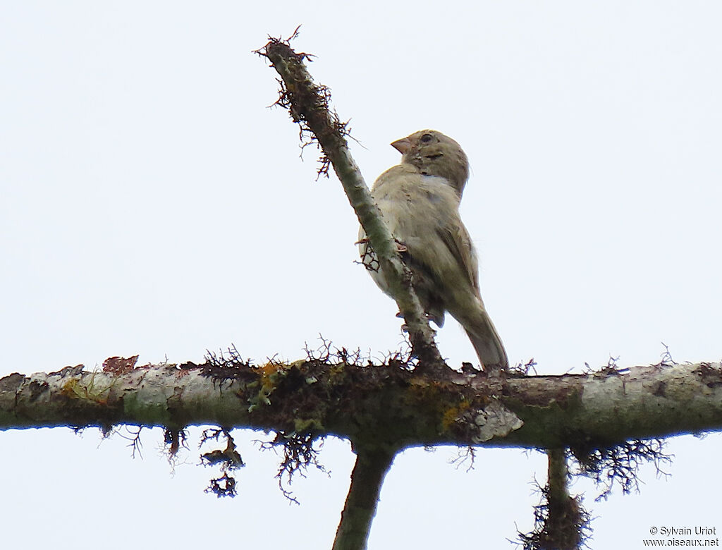 Dull-colored Grassquitadult