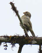 Dull-colored Grassquit