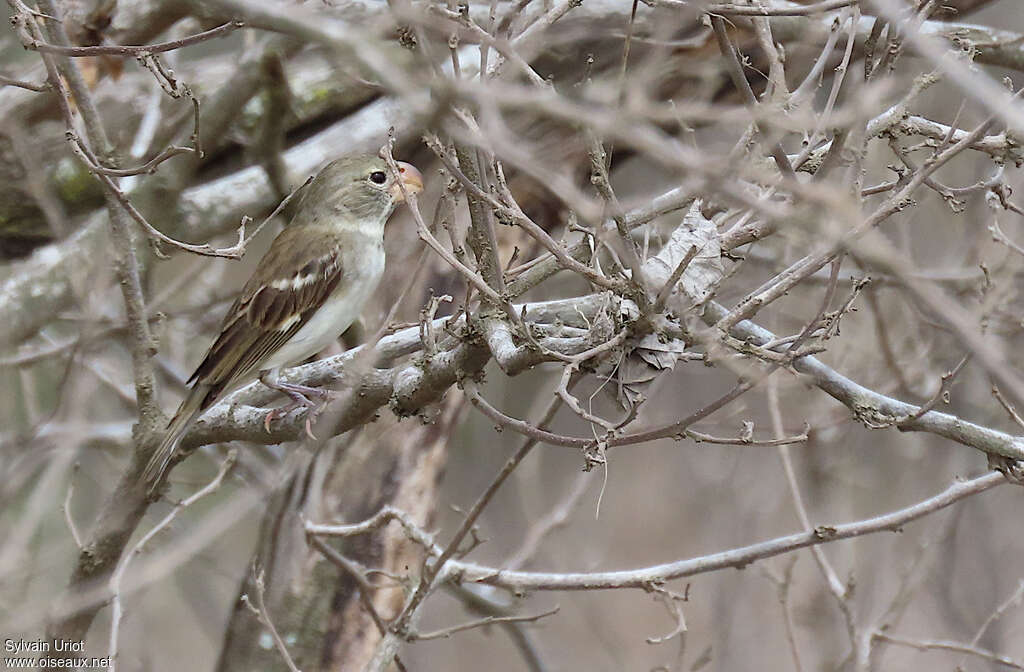 Parrot-billed Seedeater female adult, habitat, pigmentation