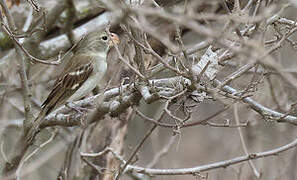 Parrot-billed Seedeater