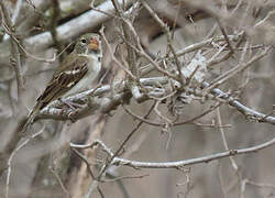 Parrot-billed Seedeater