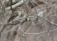 Parrot-billed Seedeater