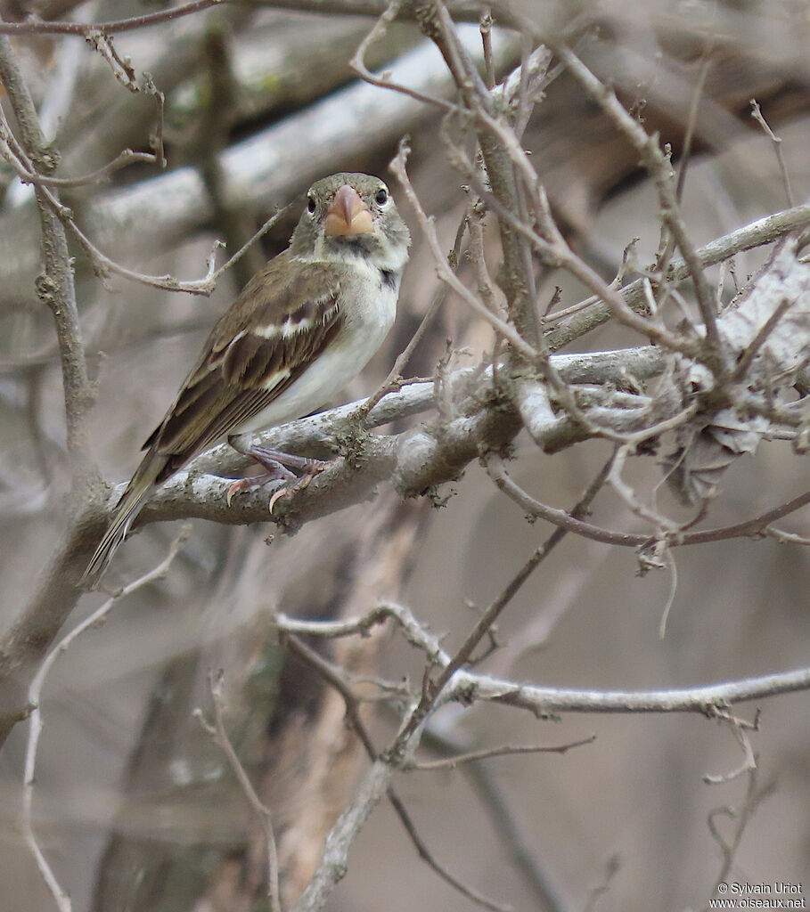 Parrot-billed Seedeater female adult