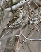 Parrot-billed Seedeater