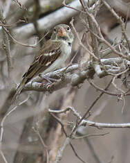 Parrot-billed Seedeater