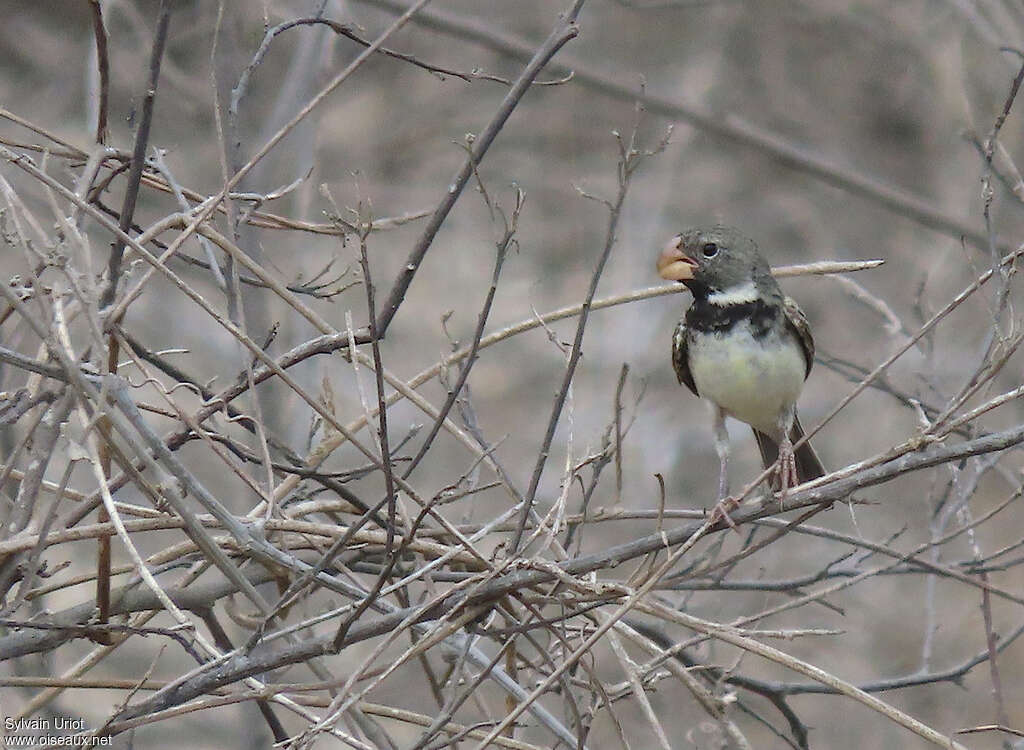 Parrot-billed Seedeater male adult, identification