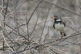 Parrot-billed Seedeater