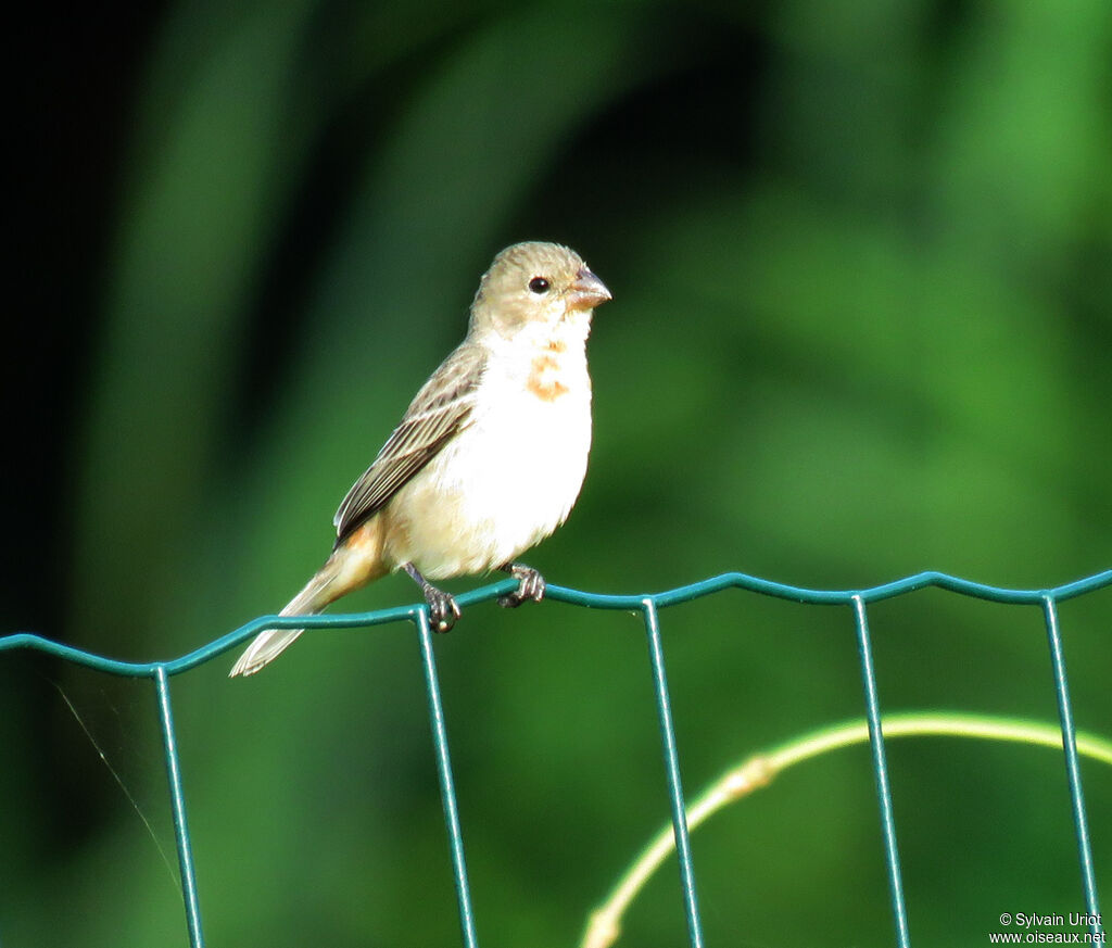 Ruddy-breasted Seedeater male subadult