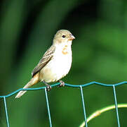 Ruddy-breasted Seedeater