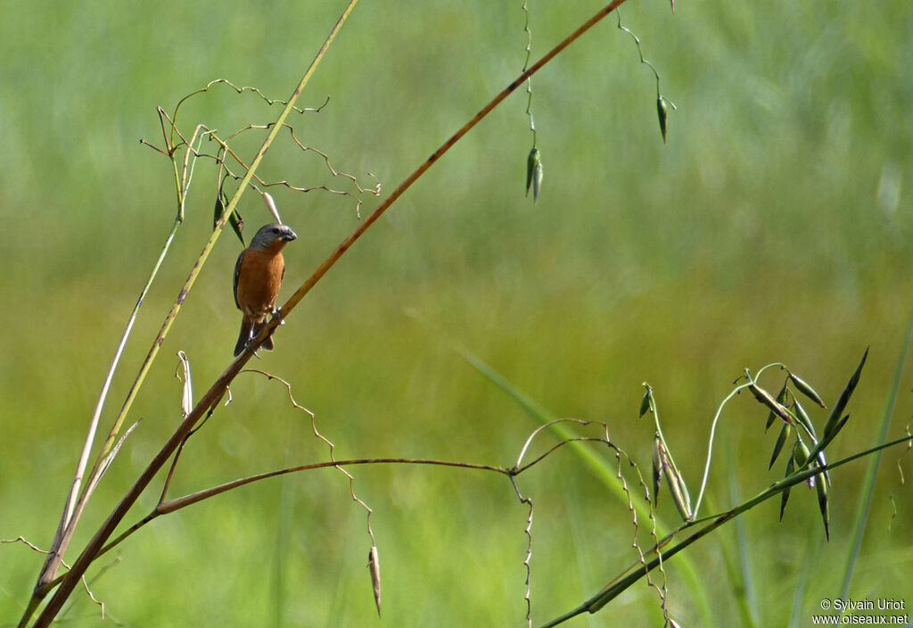 Ruddy-breasted Seedeater male adult