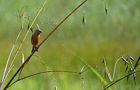 Ruddy-breasted Seedeater