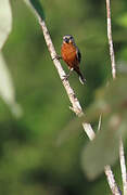 Ruddy-breasted Seedeater