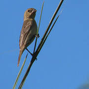 Ruddy-breasted Seedeater