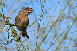 Ruddy-breasted Seedeater