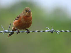 Ruddy-breasted Seedeater