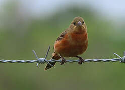 Ruddy-breasted Seedeater