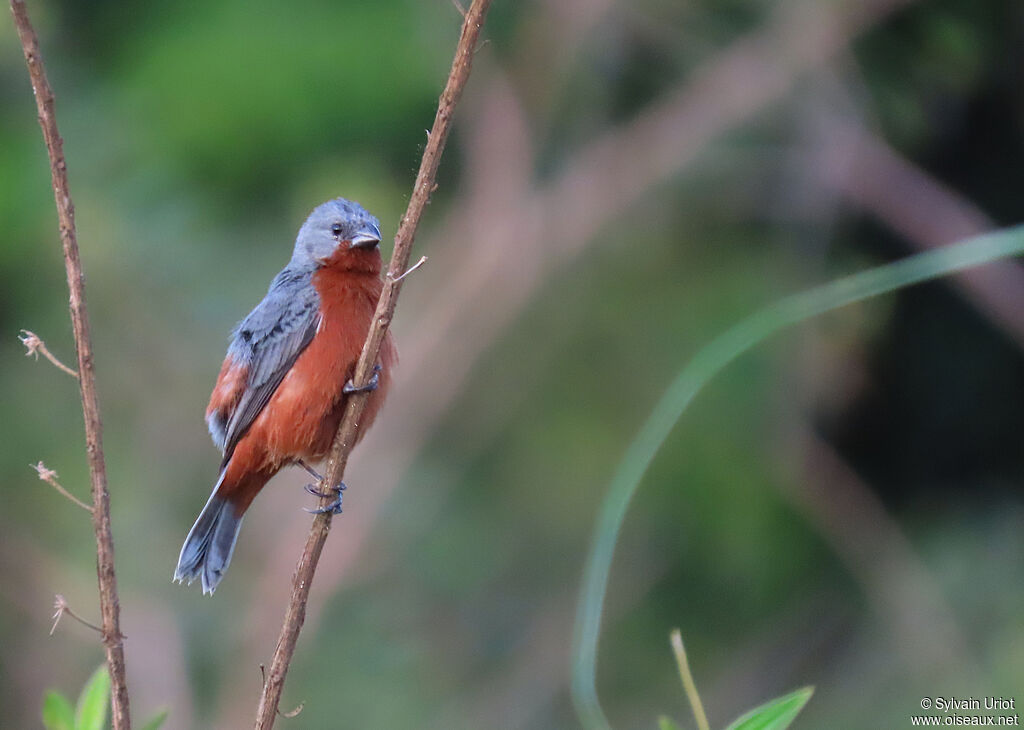 Ruddy-breasted Seedeater male adult