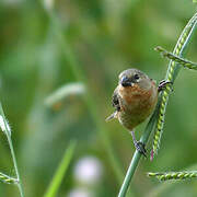 Ruddy-breasted Seedeater