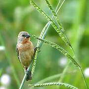 Ruddy-breasted Seedeater