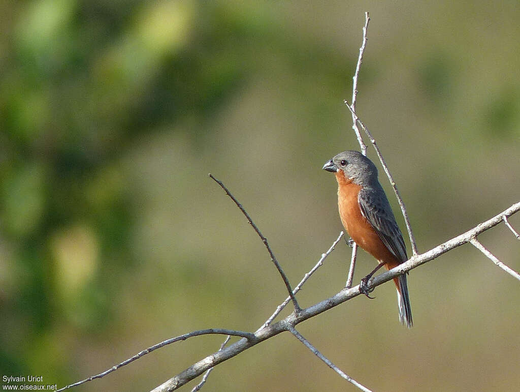 Ruddy-breasted Seedeater male adult breeding, identification