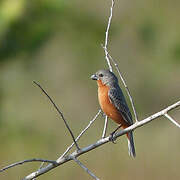 Ruddy-breasted Seedeater