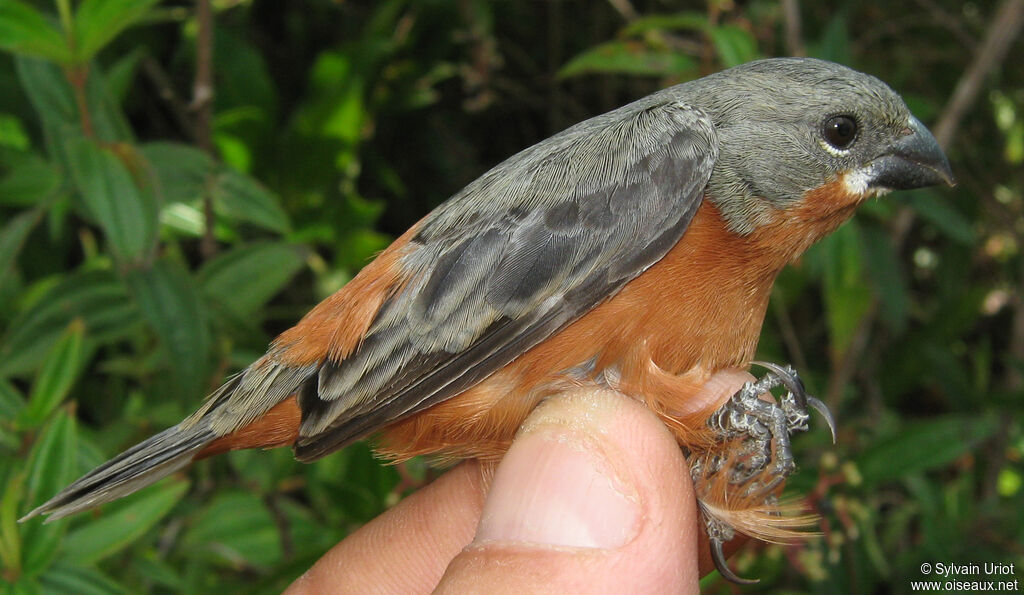 Ruddy-breasted Seedeater male adult