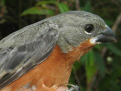 Ruddy-breasted Seedeater