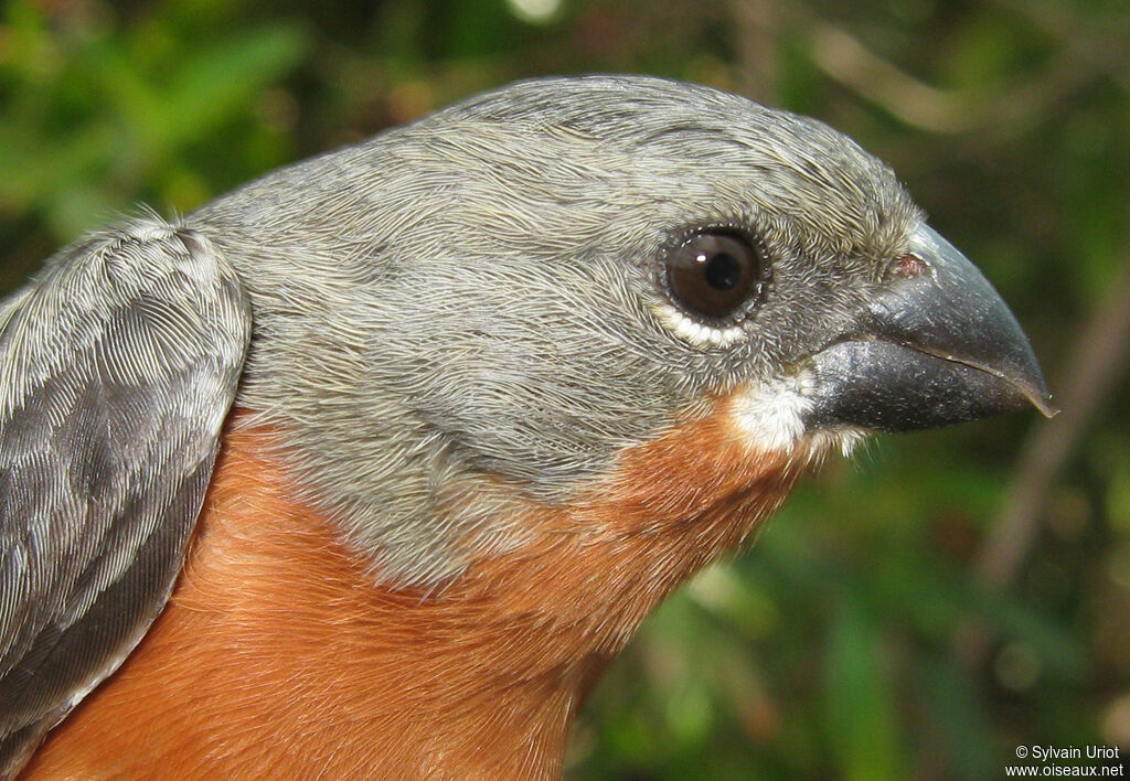 Ruddy-breasted Seedeater male adult