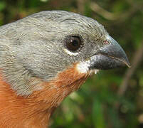 Ruddy-breasted Seedeater