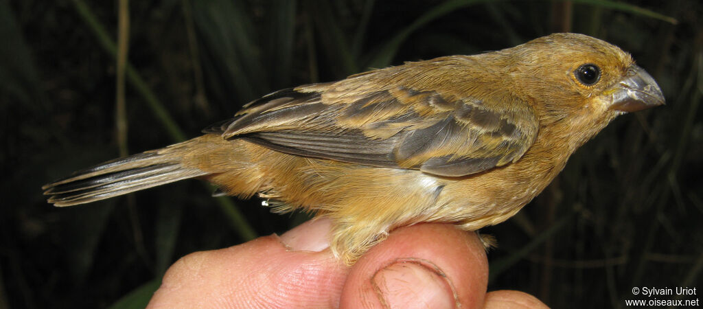 Ruddy-breasted Seedeater female adult