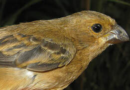 Ruddy-breasted Seedeater