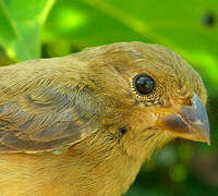 Ruddy-breasted Seedeater