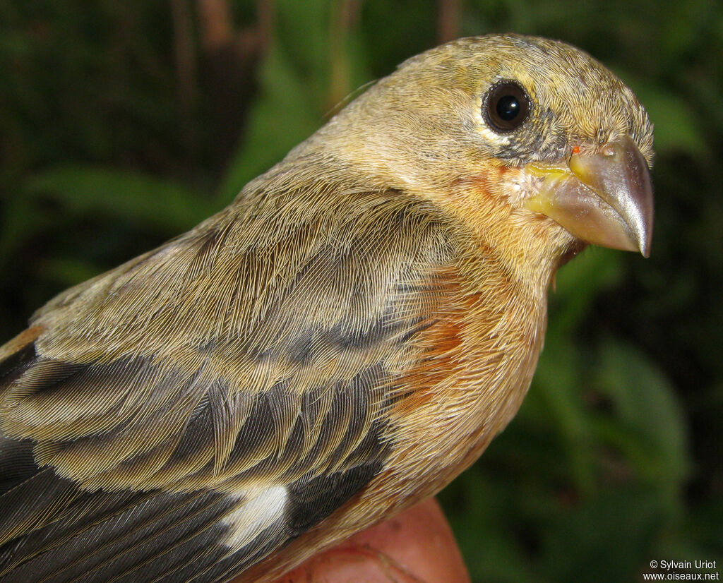 Ruddy-breasted Seedeater male immature