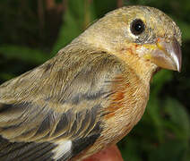 Ruddy-breasted Seedeater