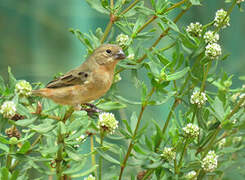 Ruddy-breasted Seedeater