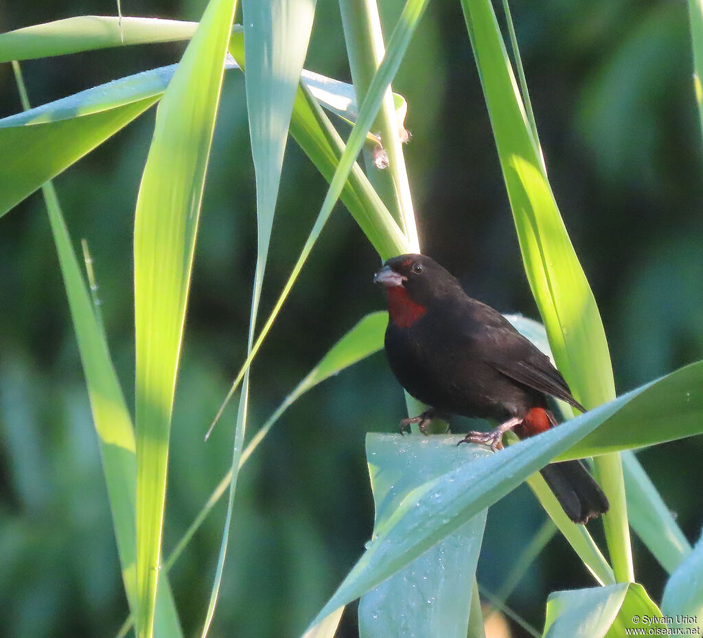 Lesser Antillean Bullfinch male adult