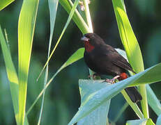 Lesser Antillean Bullfinch