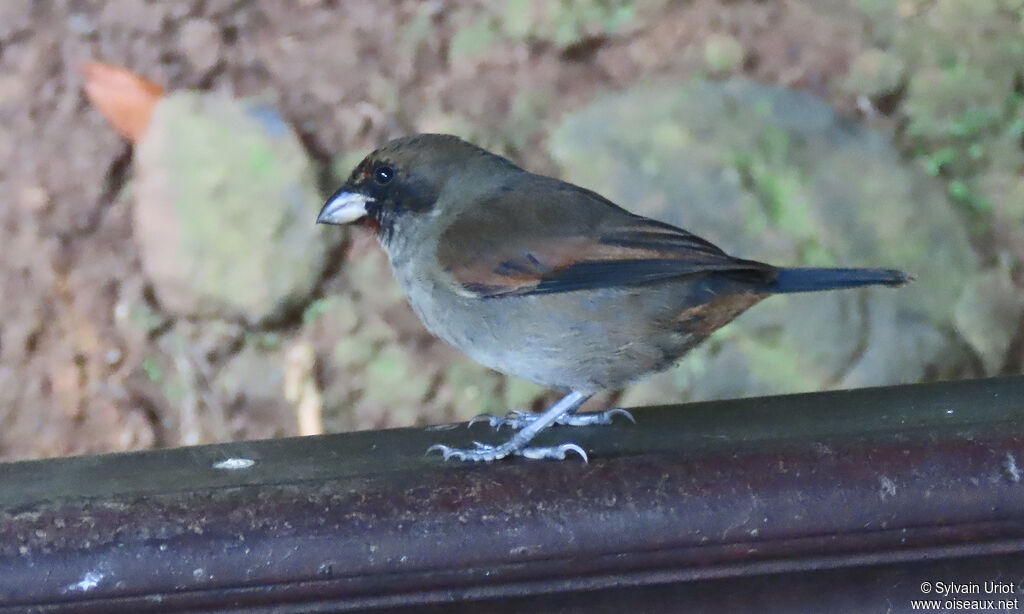 Lesser Antillean Bullfinch male immature