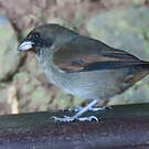 Sporophile rougegorge